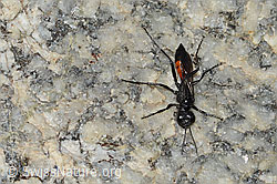 Photo: Podalonia alpina