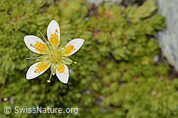 Moosartiger Steinbrech (Saxifraga bryoides) (C304452) Moosartiger Steinbrech (Saxifraga bryoides) (C304452)
