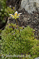 Moosartiger Steinbrech (Saxifraga bryoides) (C304454) Moosartiger Steinbrech (Saxifraga bryoides) (C304454)