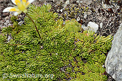 Moosartiger Steinbrech (Saxifraga bryoides) (C304455) Moosartiger Steinbrech (Saxifraga bryoides) (C304455)
