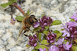 Mistbiene (Eristalis tenax) auf Vielhaarigem Thymian (Thymus praecox ssp. polytrichus) (C304458) Mistbiene (Eristalis tenax) auf Vielhaarigem Thymian (Thymus praecox ssp. polytrichus) (C304458)