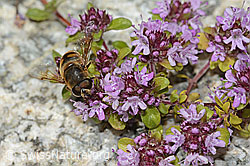 Mistbiene (Eristalis tenax) auf Vielhaarigem Thymian (Thymus praecox ssp. polytrichus) (C304459) Mistbiene (Eristalis tenax) auf Vielhaarigem Thymian (Thymus praecox ssp. polytrichus) (C304459)