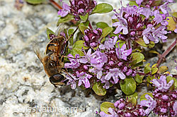Mistbiene (Eristalis tenax) auf Vielhaarigem Thymian (Thymus praecox ssp. polytrichus) (C304460) Mistbiene (Eristalis tenax) auf Vielhaarigem Thymian (Thymus praecox ssp. polytrichus) (C304460)
