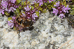 Mistbiene (Eristalis tenax) auf Vielhaarigem Thymian (Thymus praecox ssp. polytrichus) (C304462) Mistbiene (Eristalis tenax) auf Vielhaarigem Thymian (Thymus praecox ssp. polytrichus) (C304462)