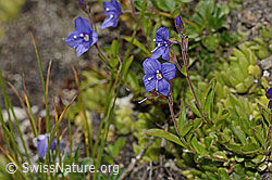 Felsen-Ehrenpreis (Veronica fruticans) (C304480)