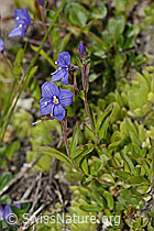 Felsen-Ehrenpreis (Veronica fruticans) (C304481)