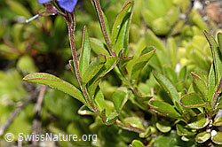 Felsen-Ehrenpreis (Veronica fruticans) (C304482)