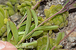 Felsen-Ehrenpreis (Veronica fruticans) (C304483)