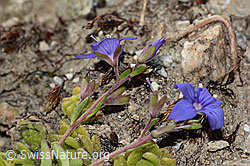Felsen-Ehrenpreis (Veronica fruticans) (C304484)