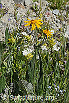 Gemswurz-Greiskraut (Senecio doronicum) (C304486) Gemswurz-Greiskraut (Senecio doronicum) (C304486)