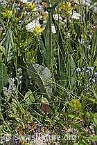 Gemswurz-Greiskraut (Senecio doronicum) (C304487) Gemswurz-Greiskraut (Senecio doronicum) (C304487)
