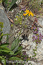 Gemswurz-Greiskraut (Senecio doronicum) (C304488) Gemswurz-Greiskraut (Senecio doronicum) (C304488)