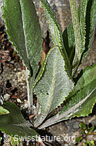 Gemswurz-Greiskraut (Senecio doronicum) (C304491) Gemswurz-Greiskraut (Senecio doronicum) (C304491)