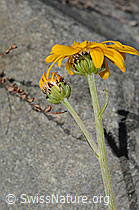 Gemswurz-Greiskraut (Senecio doronicum) (C304493) Gemswurz-Greiskraut (Senecio doronicum) (C304493)