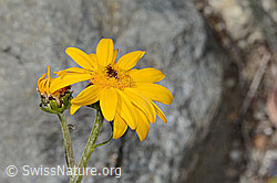 Gemswurz-Greiskraut (Senecio doronicum) (C304495) Gemswurz-Greiskraut (Senecio doronicum) (C304495)