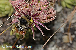 C304498: Berglandhummel (Bombus monticola) auf Berg-Hauswurz (Sempervivum montanum)