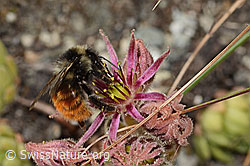 C304499: Berglandhummel (Bombus monticola) auf Berg-Hauswurz (Sempervivum montanum)