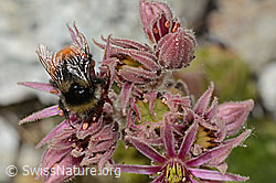 C304500: Berglandhummel (Bombus monticola) auf Berg-Hauswurz (Sempervivum montanum)
