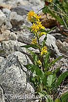Alpen-Goldrute (Solidago virgaurea ssp. minuta) (C304511)