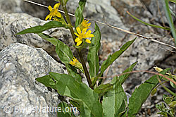 Alpen-Goldrute (Solidago virgaurea ssp. minuta) (C304513)
