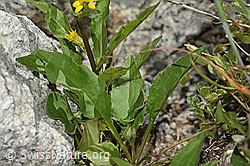 Alpen-Goldrute (Solidago virgaurea ssp. minuta) (C304514)