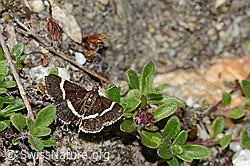 Pyrausta cingulata (C304522)