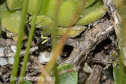 Heliophanus lineiventris (Springspinne) (C304529) Heliophanus lineiventris (Springspinne) (C304529)
