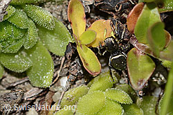 Heliophanus lineiventris (Springspinne) (08.2024, C304532)