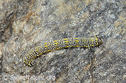 Alpenspanner (Lycia alpina, Raupe) (08.2024, C304534)