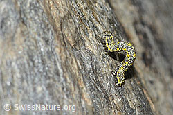 Alpenspanner (Lycia alpina, Raupe) (08.2024, C304540)