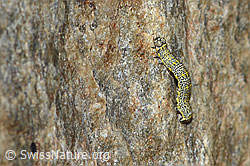 Photo: Lycia alpina (Caterpillar)