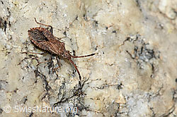 Coriomeris denticulatus (C304546)