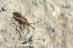 Coriomeris denticulatus (Randwanze) (08.2024, C304549)