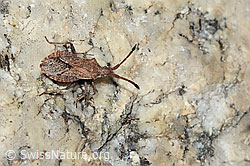 Coriomeris denticulatus (Randwanze) (08.2024, C304550)