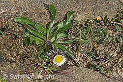 Erigeron uniflorus (C306461)