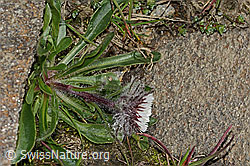 Erigeron uniflorus (C306462)