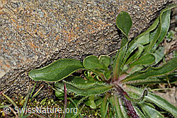 Erigeron uniflorus (C306464)