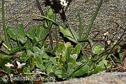 Arabis alpina (C306527)