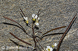 Arabis alpina (C306529)