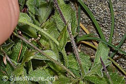 Arabis alpina (C306532)