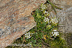 Kurzstängelige Gämskresse (Pritzelago alpina ssp. brevicaulis) (C306537) Kurzstängelige Gämskresse (Pritzelago alpina ssp. brevicaulis) (C306537)