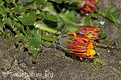 Neu in SwissNature.org: Pachers Löwenzahn (Taraxacum pacheri)