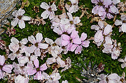 Silene acaulis (C306565)
