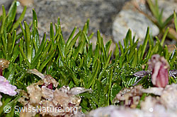 Silene acaulis (C306582)