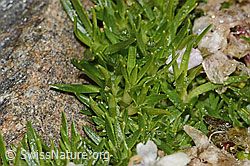Silene acaulis (C306583)