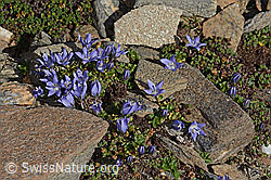 Campanula cenisia (C306586)