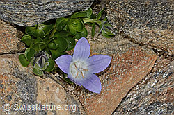Campanula cenisia (C306589)