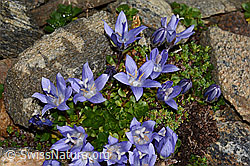 Campanula cenisia (C306590)