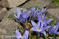 Campanula cenisia (C306592)