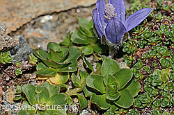 Campanula cenisia (C306595)
